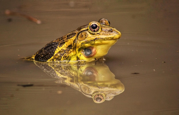 una rana si siede in una pozza d'acqua con un riflesso dei suoi occhi