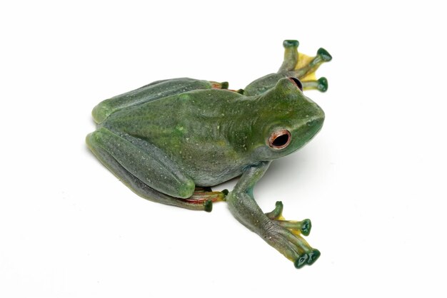 Una rana verde con un occhio rosso e un occhio giallo è su uno sfondo bianco.