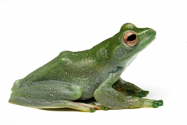 Una rana verde si siede su uno sfondo bianco.