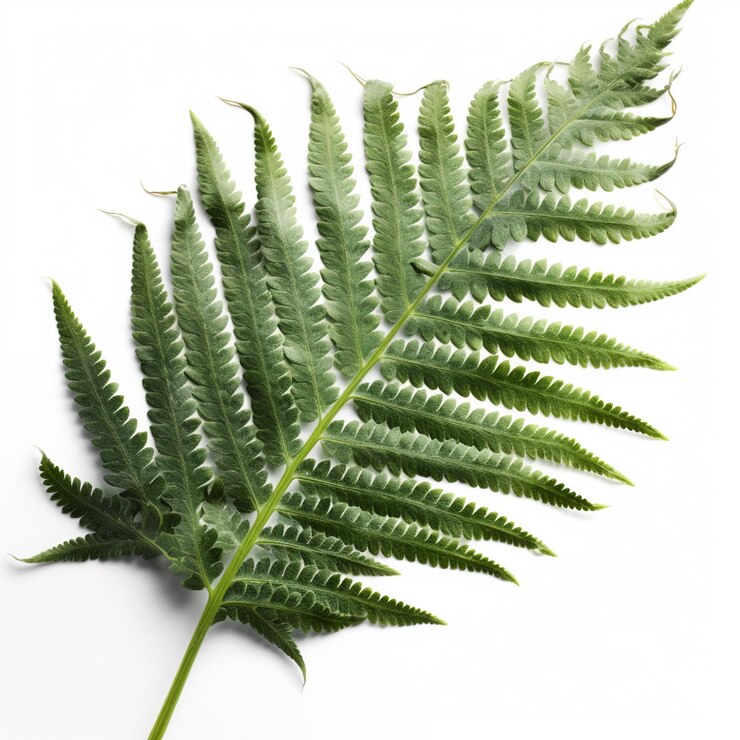 Una rappresentazione realistica di una foglia di felce che ne sottolinea le delicate fronde e la forma aggraziata