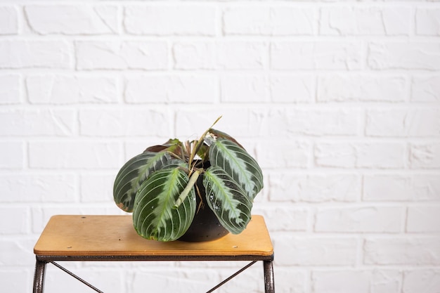 Una rara varietà pianta d'appartamento Maranta leuconeura Massangeana foglia di primo piano all'interno su muro di mattoni bianco Piante da appartamento in vaso verde arredamento per la casa cura e coltivazione