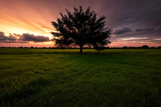 Una ripresa ad ampio angolo di un singolo albero che cresce sotto un cielo nuvoloso durante un tramonto circondato dall'erba