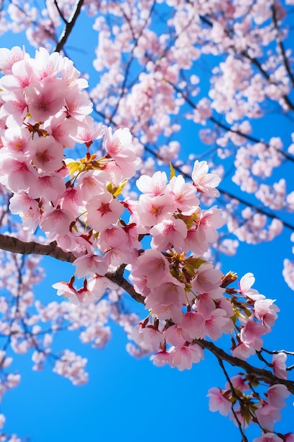 Una ripresa artistica dei fiori di ciliegio da un basso angolo con un cielo blu limpido come sfondo