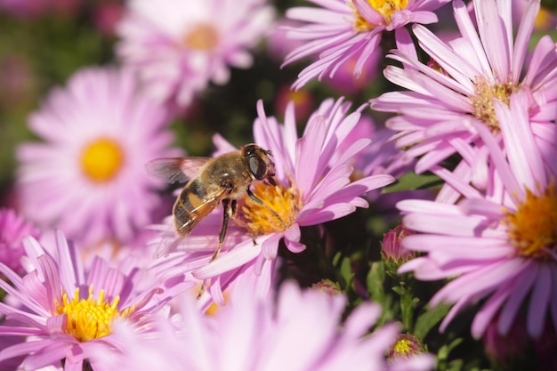 Una ripresa macro di un'ape su un fiore rosa