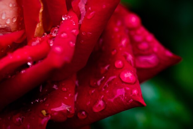 Una ripresa macro ravvicinata di una rosa rossa in giardino come concetto di natura