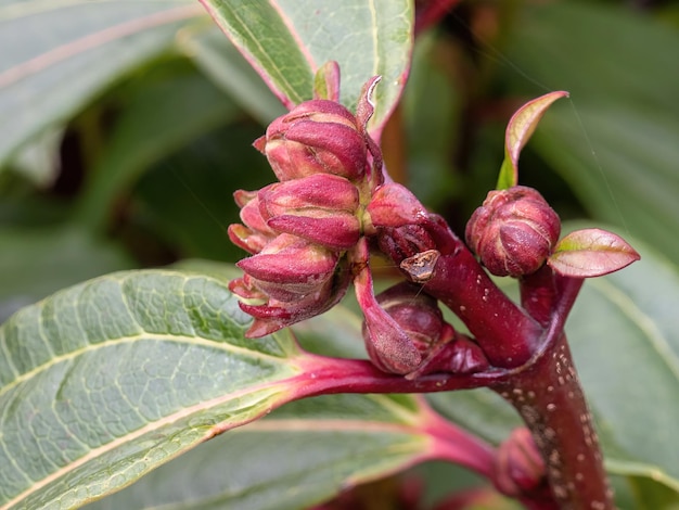 Una ripresa ravvicinata dei germogli rossi di distylium racemosum nel giardino n primavera