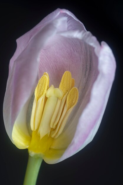una ripresa ravvicinata del fiore di tulipano rosa