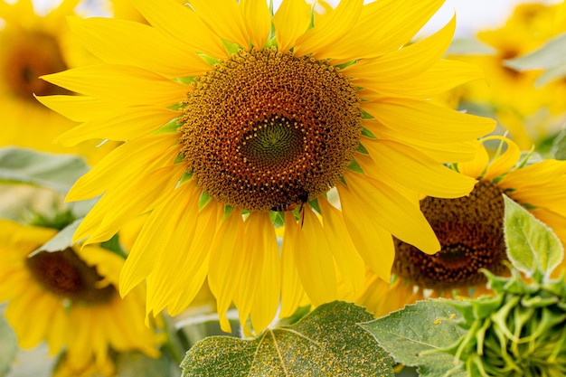 Una ripresa ravvicinata del girasole i semi sono chiaramente visibili e il polline il polline è chiaro