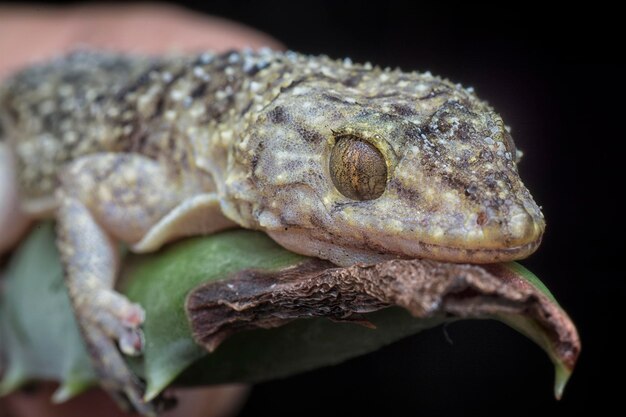 Una ripresa ravvicinata della lucertola domestica comune