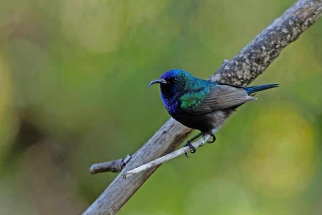 Una ripresa ravvicinata di un sunbird palestinese appoggiato su un ramo di un albero nel giardino primaverile