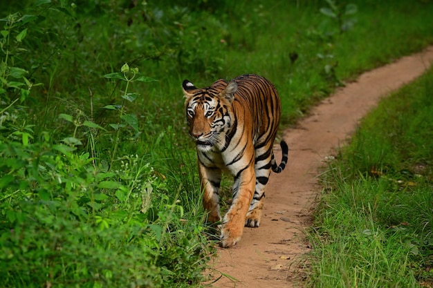 Una ripresa ravvicinata di una tigre che cammina nella giungla