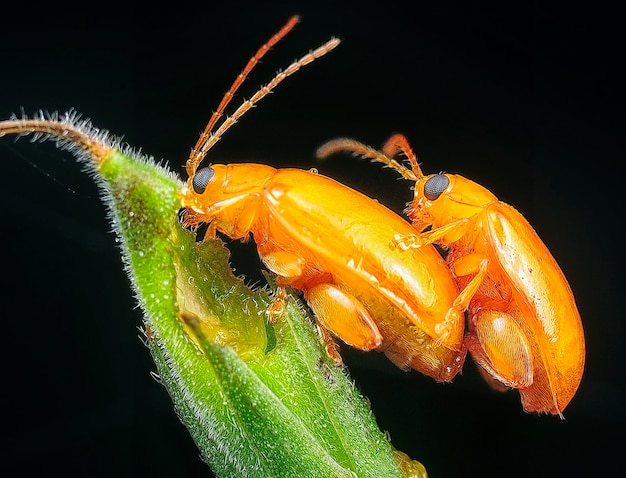 una ripresa ravvicinata di varie specie di coleotteri fogliari