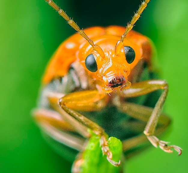 una ripresa ravvicinata di varie specie di coleotteri fogliari