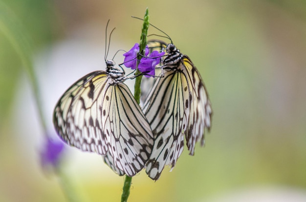 Una ripresa selettiva di due farfalle appostate su un fiore