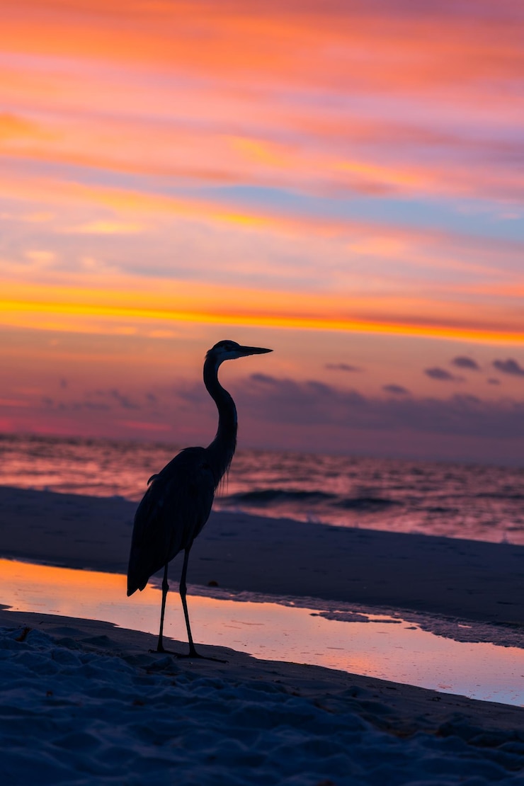 Una ripresa verticale di un airone sulla spiaggia di sabbia durante il tramonto