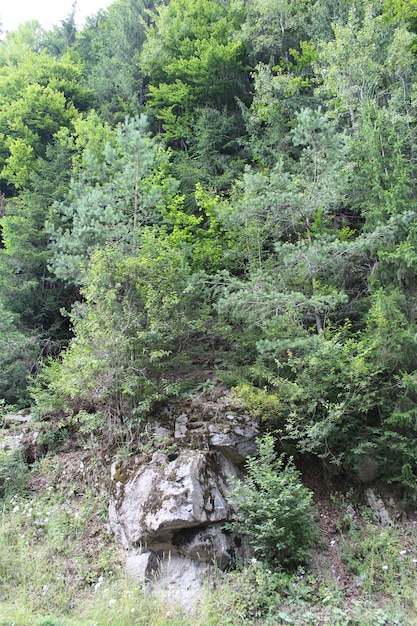 Una roccia con alberi intorno