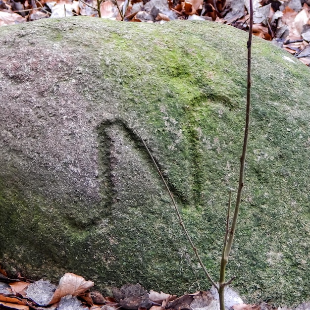 Una roccia con incisa la lettera n