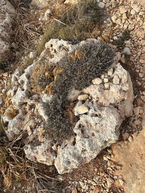 una roccia con un cranio e un mucchio di licheni su di esso