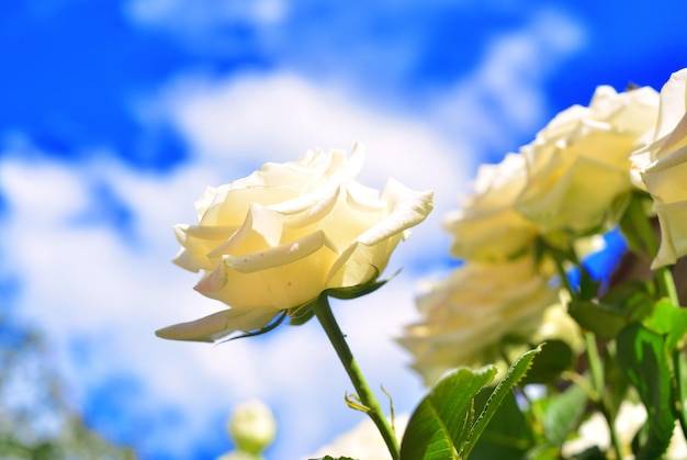 Una rosa bianca fiore in un giardino contro un cielo blu e nuvole. Colore dell'annata. Natura