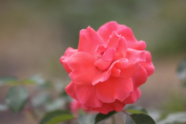 Una rosa con foglie verdi su uno sfondo sfocato Primavera o estate sfondo floreale Closeup