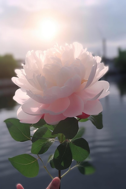 Una rosa davanti a un lago