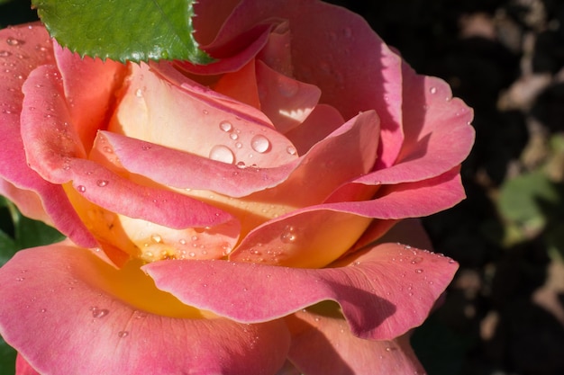 Una rosa fresca e colorata in vista ravvicinata