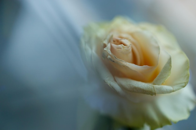 Una rosa gialla a lato sullo sfondo