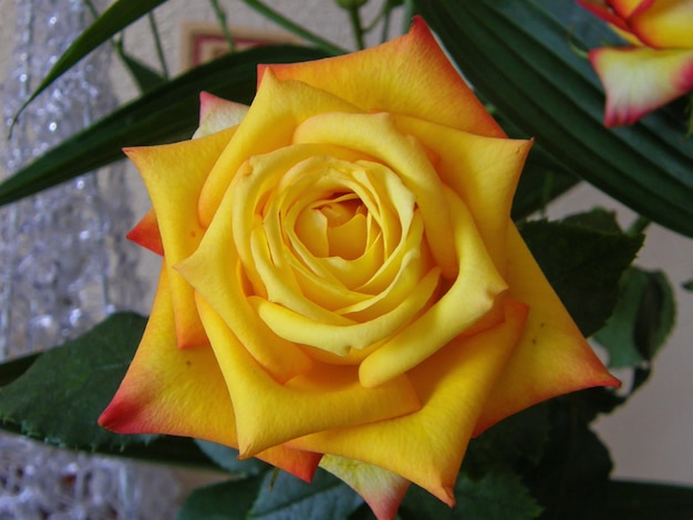 Una rosa gialla con un centro rosso e giallo.