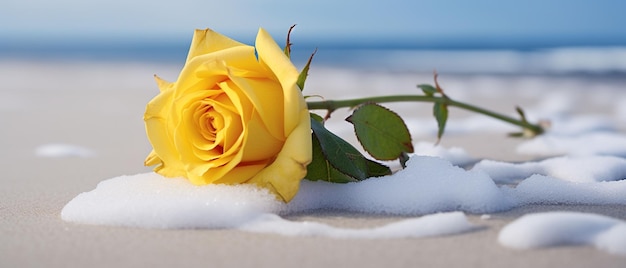 Una rosa gialla in cima a una spiaggia coperta di neve