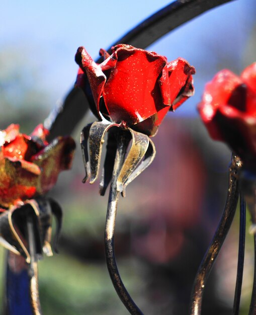 Una rosa in acciaio.