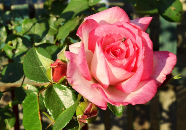 Una rosa in giardino