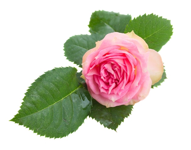 Una rosa rosa con foglie verdi isolati su sfondo bianco
