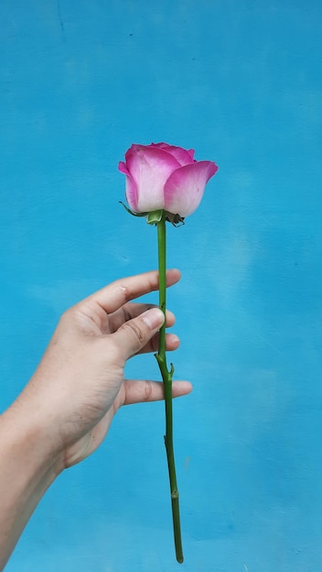 Una rosa rosa con la mano sinistra su sfondo blu