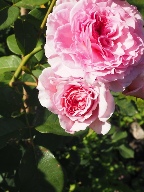 Una rosa rosa con un centro bianco e un centro rosa.