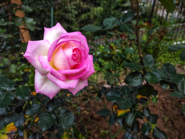 Una rosa rosa con un centro giallo e un centro rosa.