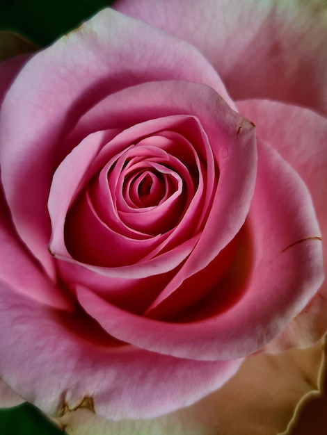 Una rosa rosa con un centro rosa e un piccolo buco al centro.