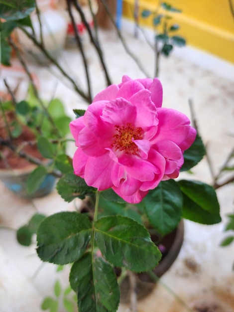 Una rosa rosa morbida davanti alla casa.