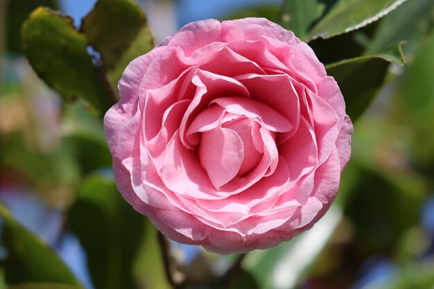 Una rosa rosa nel giardino