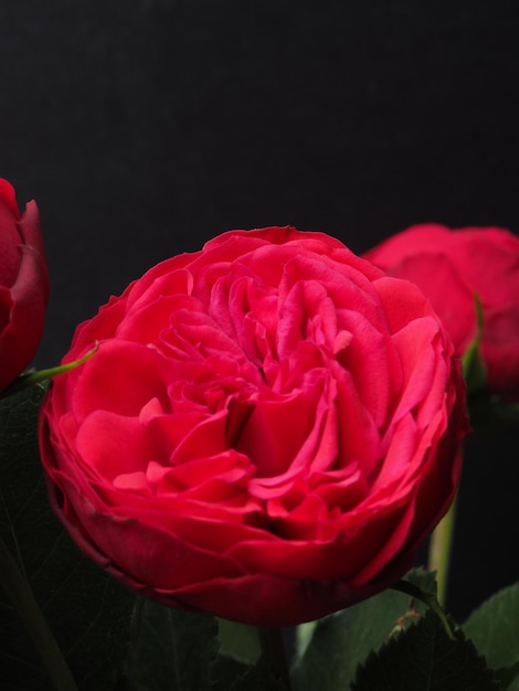 Una rosa rossa con foglie verdi