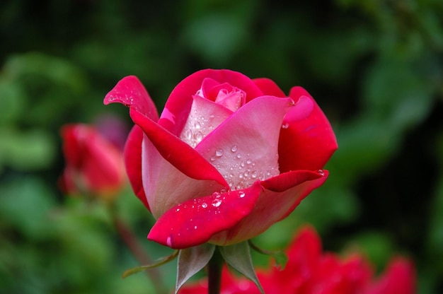 Una rosa rossa con gocce d'acqua su di essa