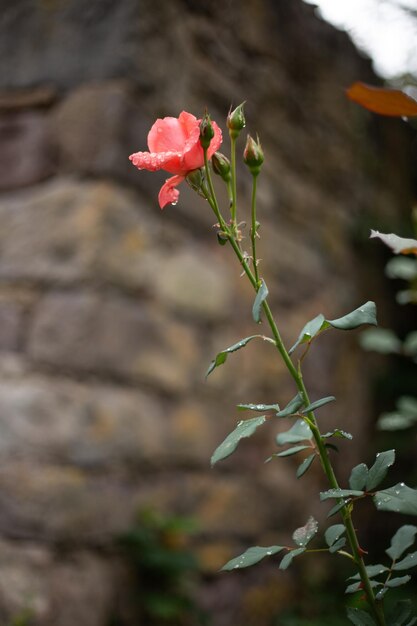 una rosa rossa con gocce d'acqua su di essa