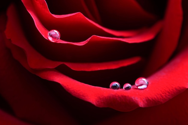 Una rosa rossa con gocce di rugiada sulla macro del primo piano dei petali