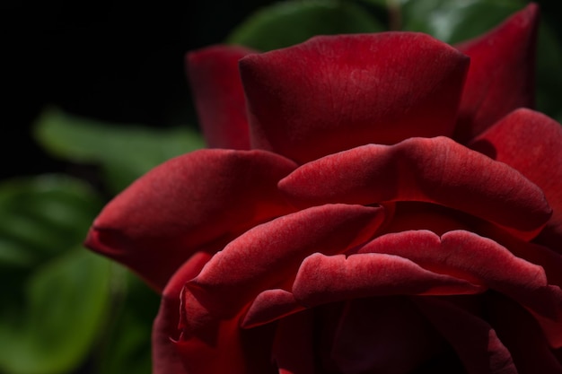 Una rosa rossa con uno sfondo scuro