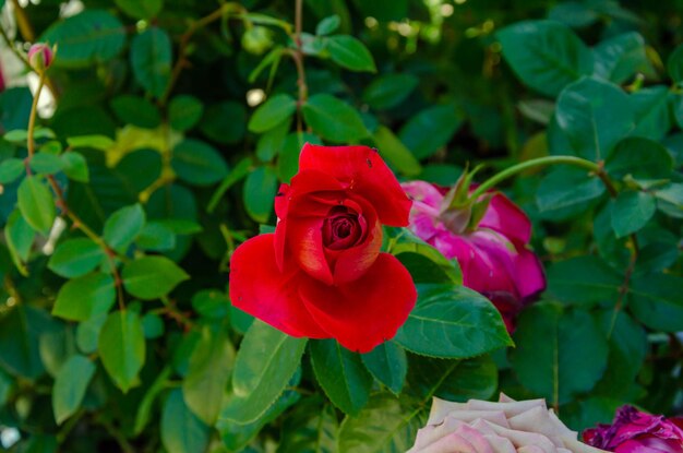 Una rosa rossa è circondata da rose rosa.
