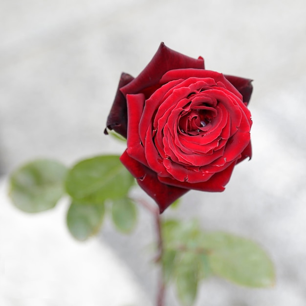 Una rosa rossa è davanti a uno sfondo bianco.