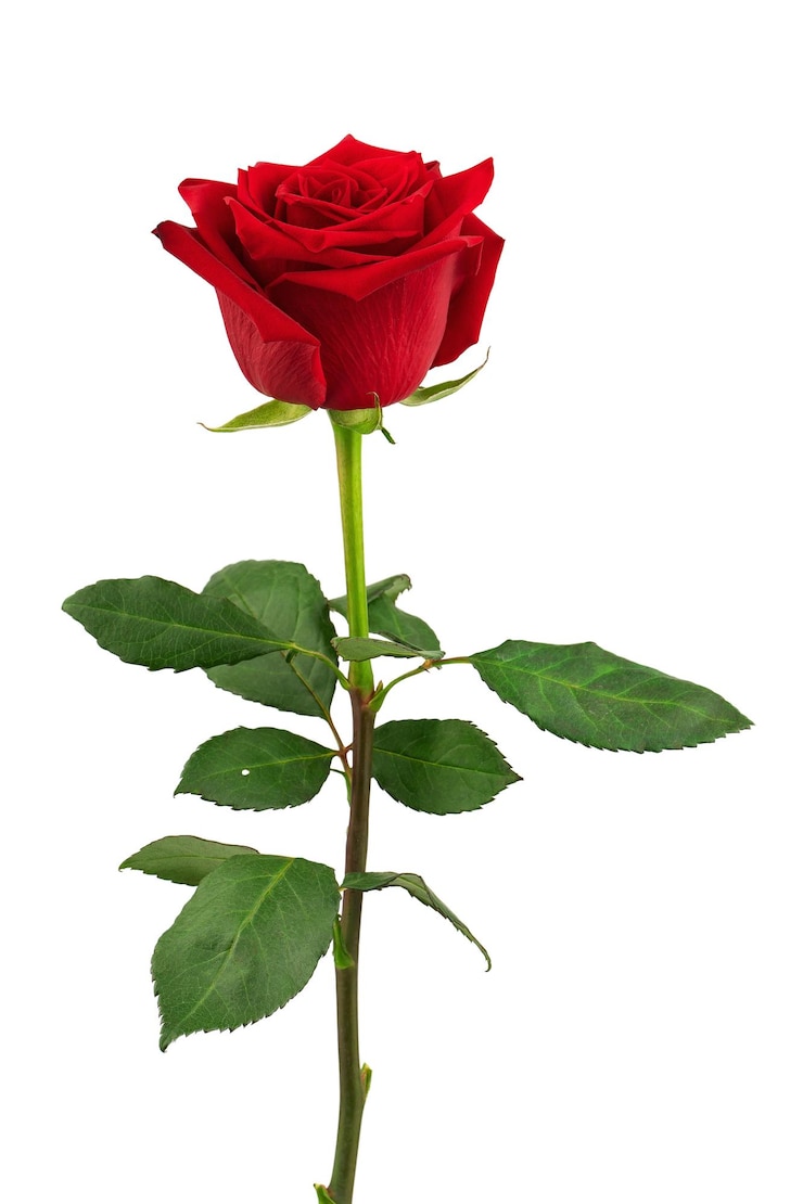 una rosa rossa in fiore con foglie verdi, isolata su uno sfondo bianco