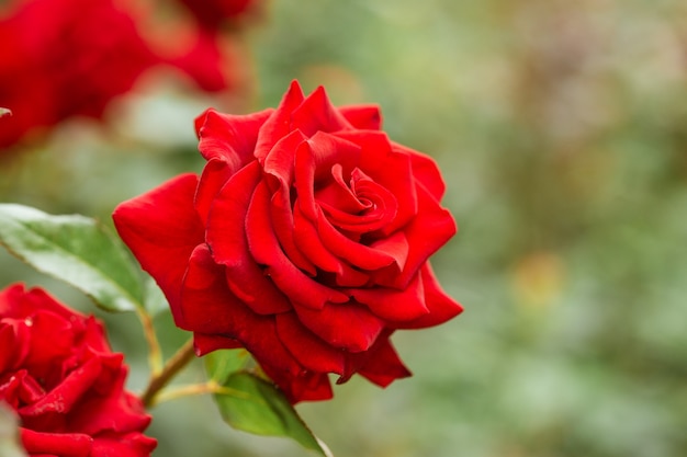 Una rosa rossa in fiore gemma su un cespuglio in giardino