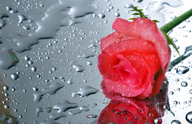 una rosa rossa in gocce d'acqua su una superficie bagnata.