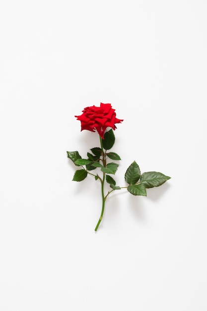 Una rosa rossa isolata su bianco. Lay piatto