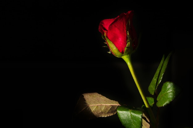 Una rosa rossa isolato su sfondo nero.